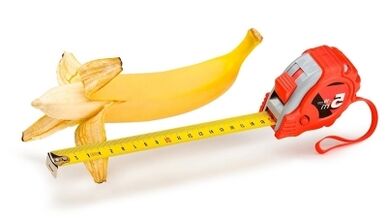 The normal size of the penis is from 13 to 17 cm